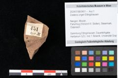 Foto (Objekt + Etikett) von Zostena ungeri Ettingshausen (NHMW-GEO-2024-0188-0451)